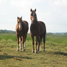 DSP Barbados min skønne pony <3<3