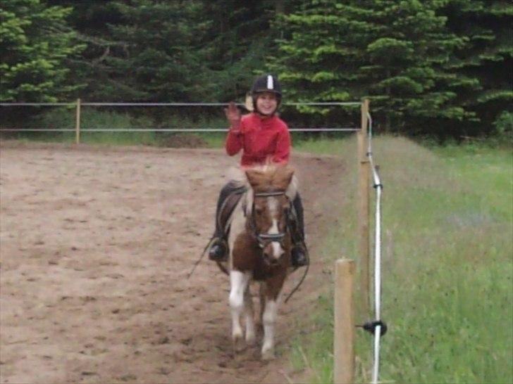 Anden særlig race Lotte [Lånepony] - Lott er så sød at ride på billede 12