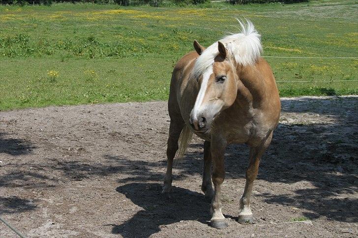 Haflinger Nette billede 15