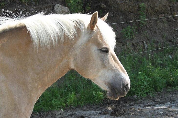 Haflinger Nette billede 17