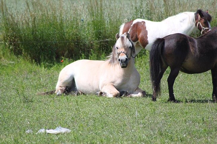 Fjordhest (Bumle)-Bella.. billede 7