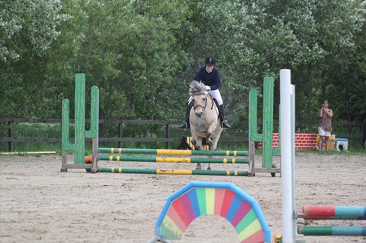 Fjordhest (Bumle)-Bella.. billede 3