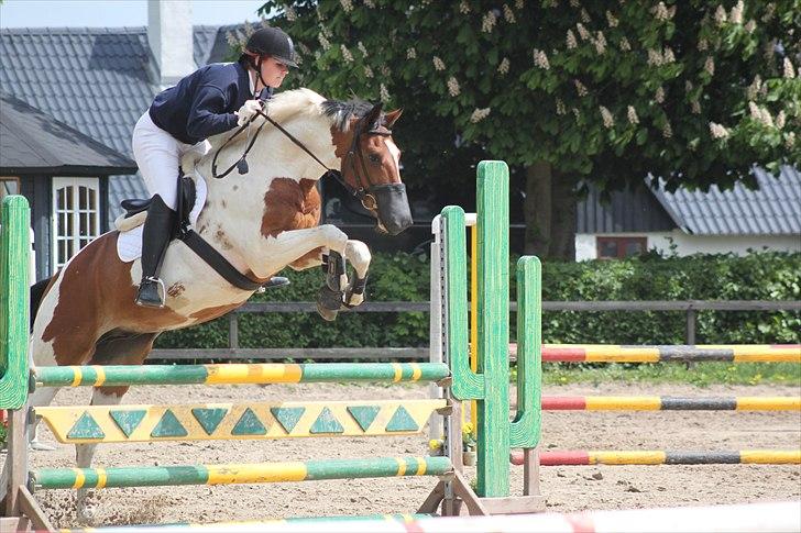 Pinto Falkenhus´s Vivaldi <3  billede 1