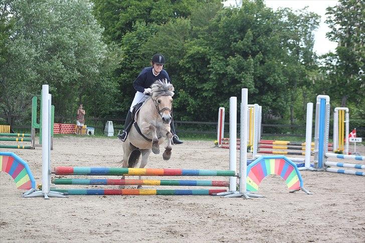 Fjordhest (Bumle)-Bella.. billede 6