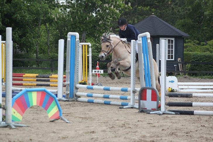 Fjordhest (Bumle)-Bella.. - Fordi jeg har en super sej fjollebolle.. :D 50 cm uden kondi og kun redet 3 gange inden for en uge efter at have været redet rigtigt i ½år. :D billede 1