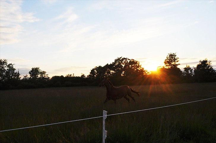 Anden særlig race Star - Feel the freedom . . . billede 18