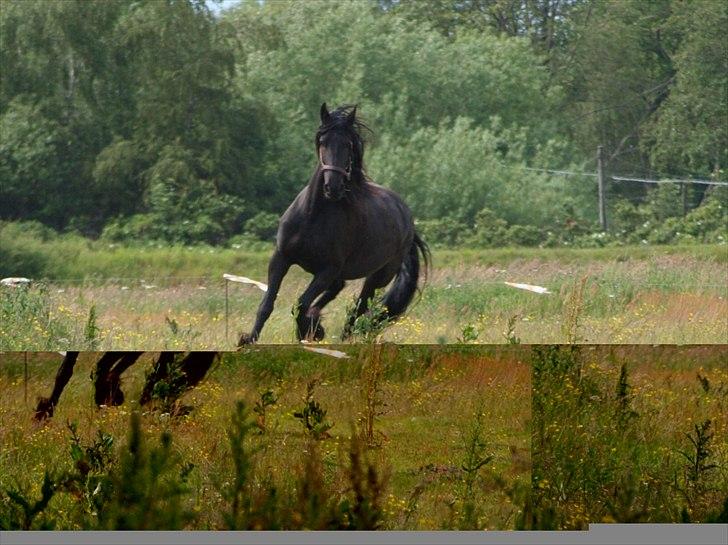 Frieser Maartje S billede 11