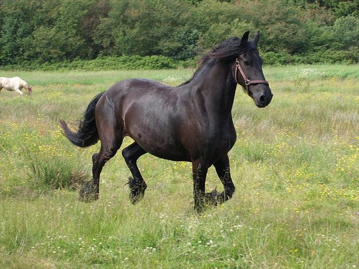 Frieser Maartje S billede 17
