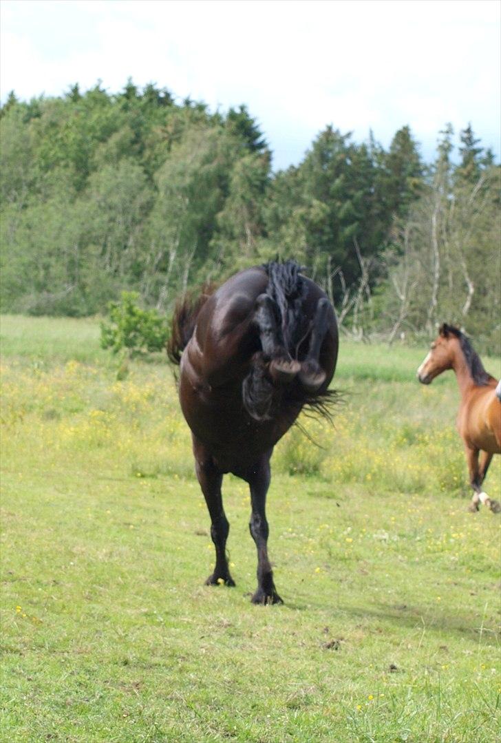 Frieser Maartje S billede 14