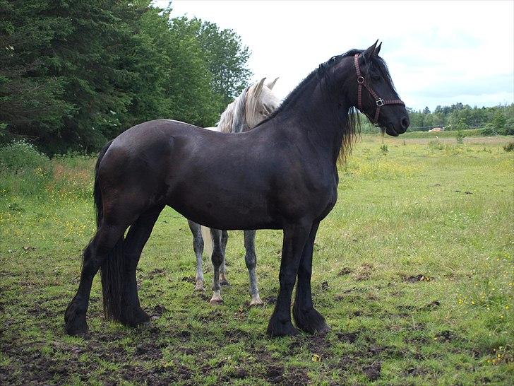 Frieser Maartje S billede 2