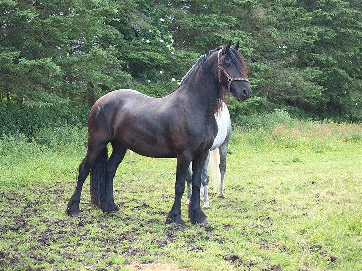 Frieser Maartje S billede 6