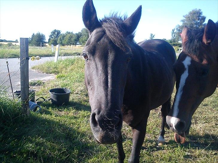 Anden særlig race Dixie billede 1