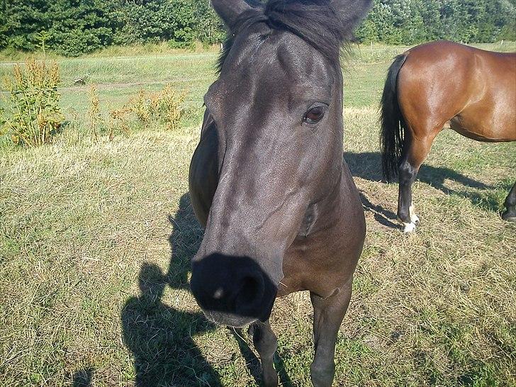 Anden særlig race Dixie billede 2