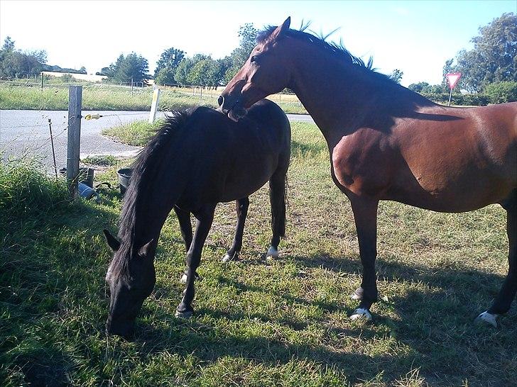 Anden særlig race Dixie billede 3