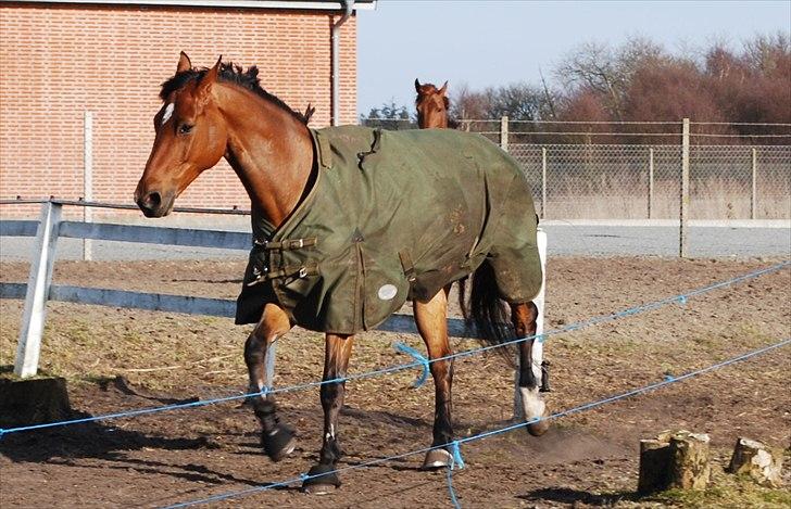 Hollandsk Varmblod Troy-T - Et billede siger mere end tusind ord..  billede 3