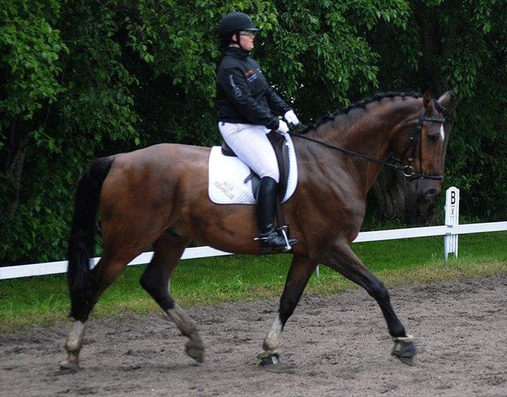 Dansk Varmblod Westergaardens Mon Cheri billede 10