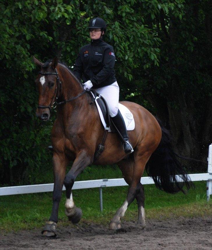 Dansk Varmblod Westergaardens Mon Cheri billede 12