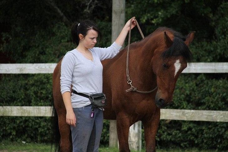 Welsh Cob (sec D) Rambo. - Rambo du betyder virkelig meget for mig (`: vi har da haft vores op og nedture, men det har bare givet os gjort os stærke til at komme vider... <3 Foto: Jeanett N billede 9