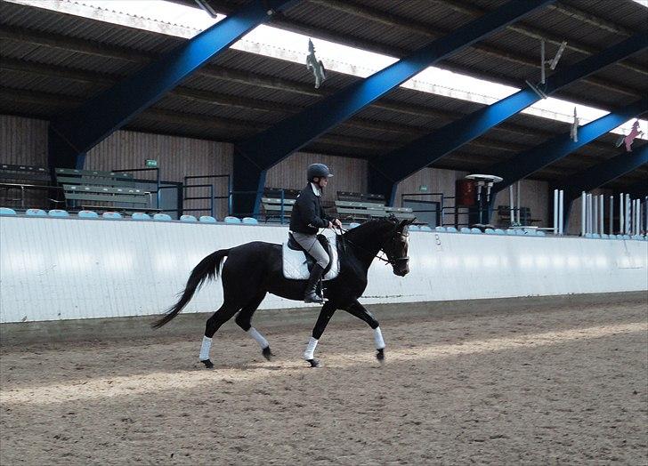 Dansk Varmblod Stald Nyborgs Chantell - Dressur m. Søren ..  billede 2