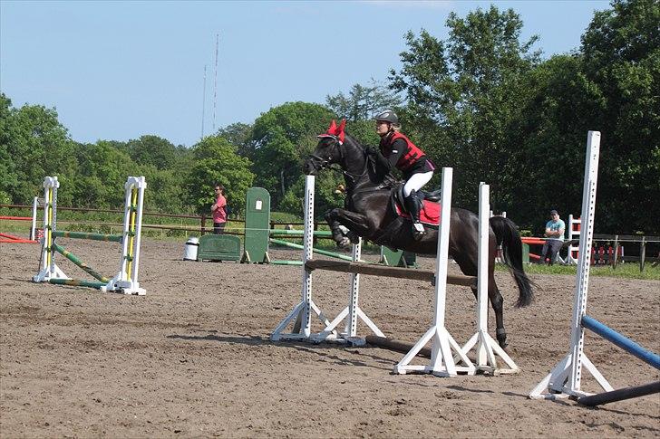 Welsh Pony af Cob-type (sec C) Tabaluga 167 - St. Restrup opvarmning<333;-*. billede 11