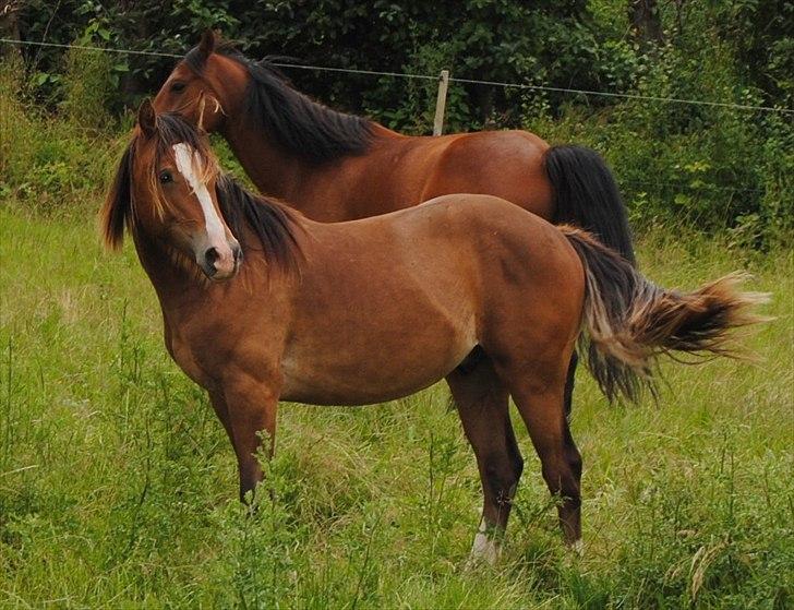 Welsh Cob (sec D) Stensgårds Tristan - Tristan juni 2011, han er kommet på sommergræs sammen med Zargo og Tanni. billede 18