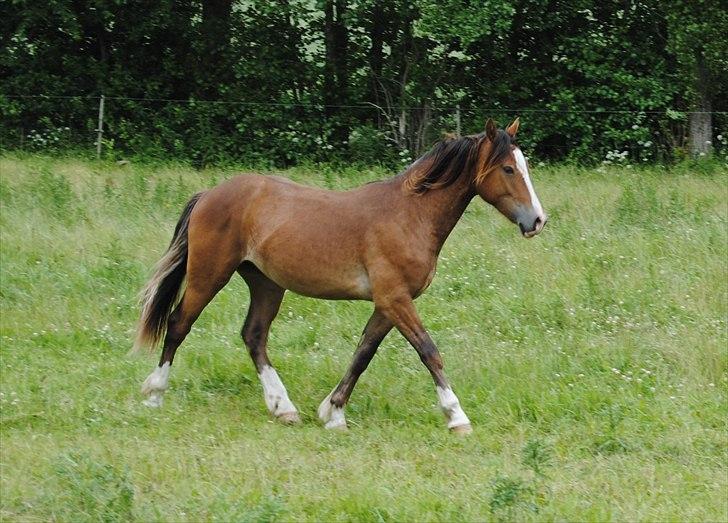 Welsh Cob (sec D) Stensgårds Tristan billede 19