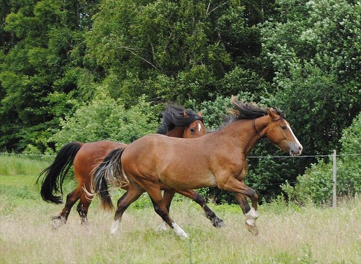 Welsh Cob (sec D) Stensgårds Tristan billede 20