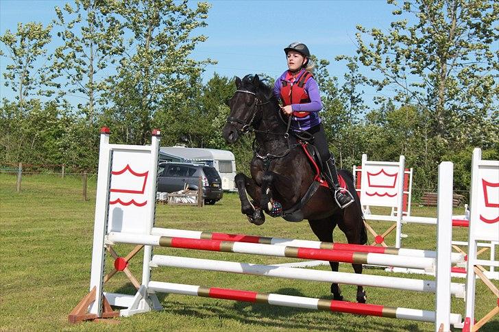 Welsh Pony af Cob-type (sec C) Tabaluga 167 - Springtræning på Hjallerup marked<33;-* billede 12