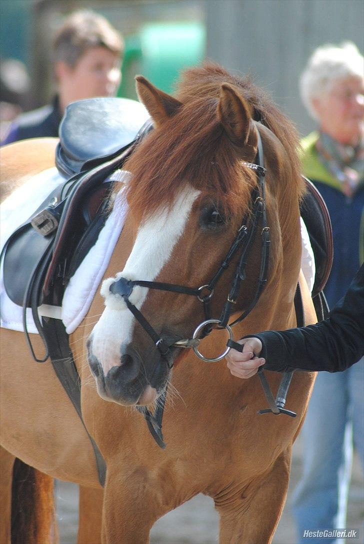 Anden særlig race Lego Star - skønherligheden selv :*
MSP foto billede 4