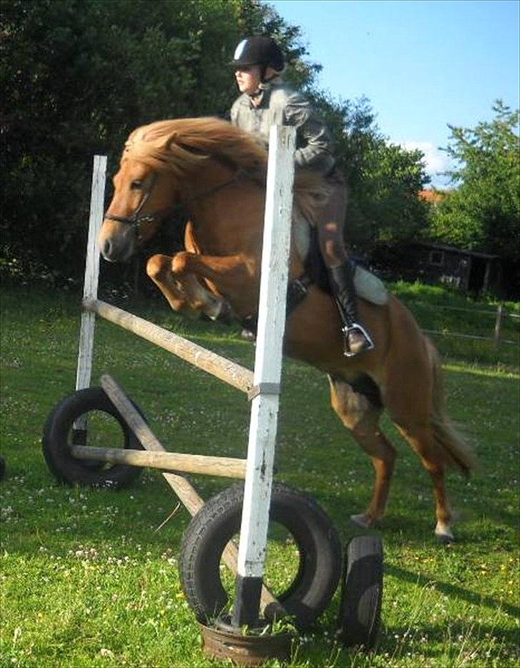 Islænder Fina-Gloa fra Jespergaard - Springer 115 cm, keep dreaming girls! Hun bliver aldrig din! :D billede 12