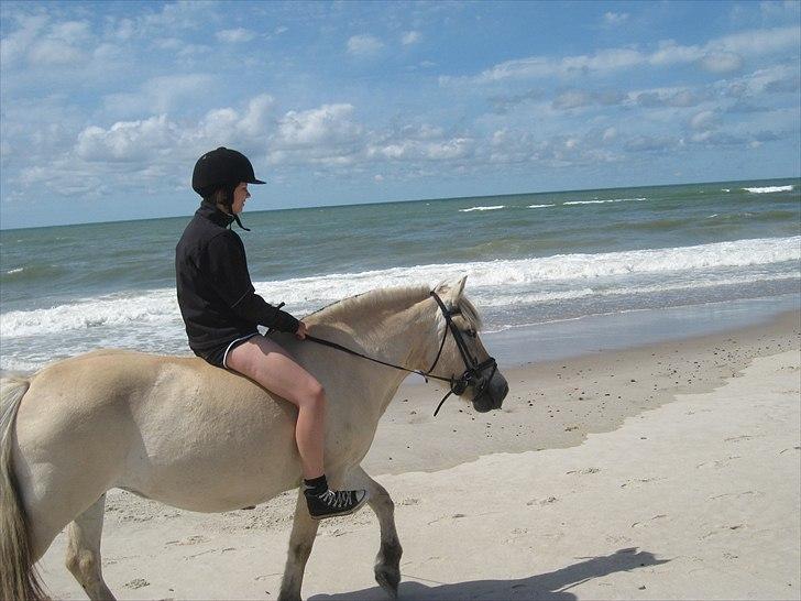 Fjordhest Galla Gudenå - En tur ved havet! (Y)
Foto - Louise billede 2
