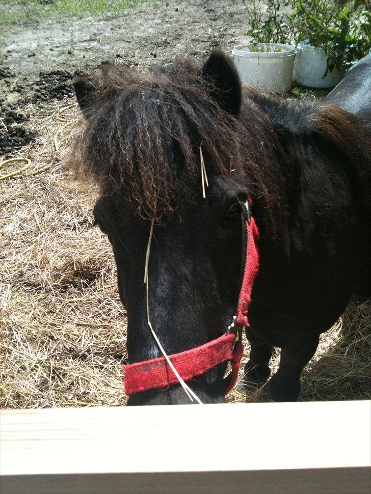 Shetlænder Thomsen billede 4