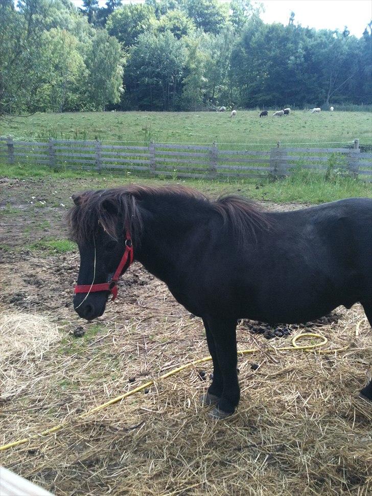 Shetlænder Thomsen billede 1