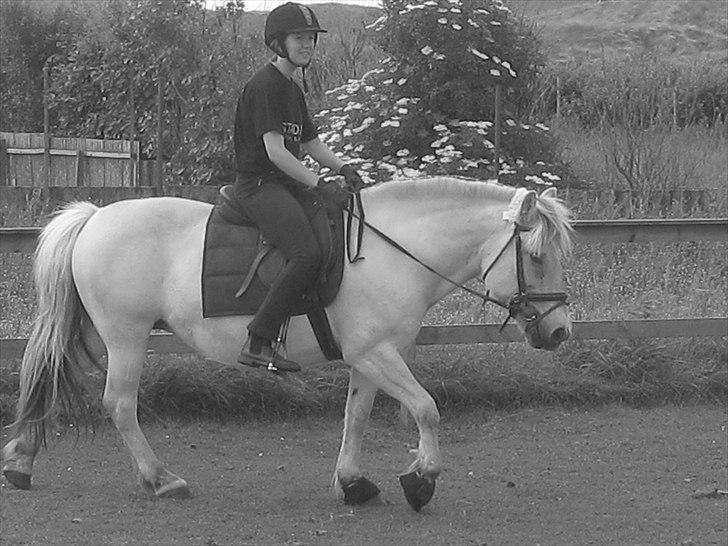 Fjordhest Galla Gudenå - Dressurpony er du også! <3
Foto - Kathrine billede 1
