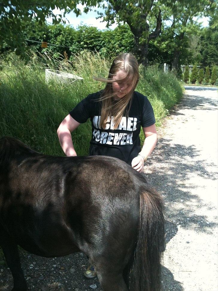 Shetlænder Thomsen billede 2