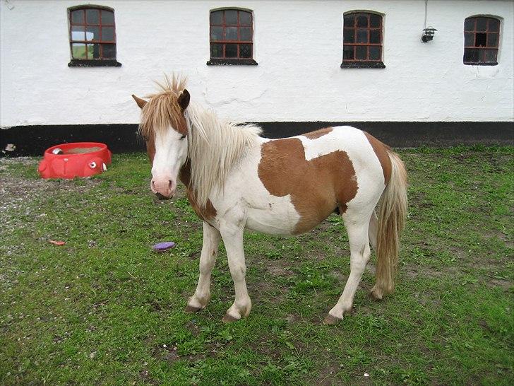 Anden særlig race Mickey Blue Eye's billede 14