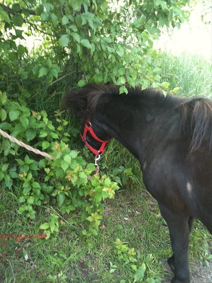 Shetlænder Thomsen billede 5