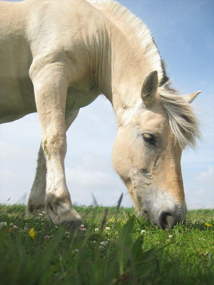 Fjordhest Galla Gudenå - Velkommen til Gallas profil :-D billede 18