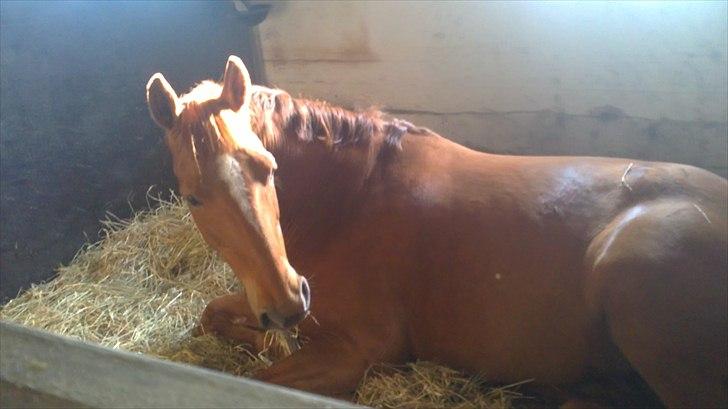 Dansk Varmblod Mariesmindes Venus billede 12