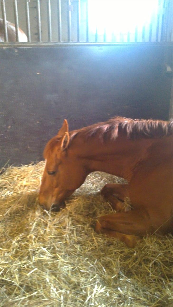 Dansk Varmblod Mariesmindes Venus billede 13