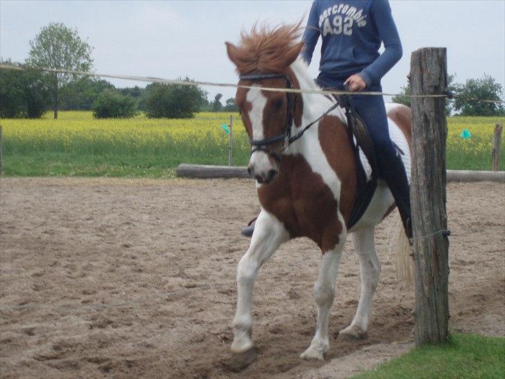 Pinto Lee - Cooper GOLÅ<3solgt - undervisning hjemme på banen. billede 4