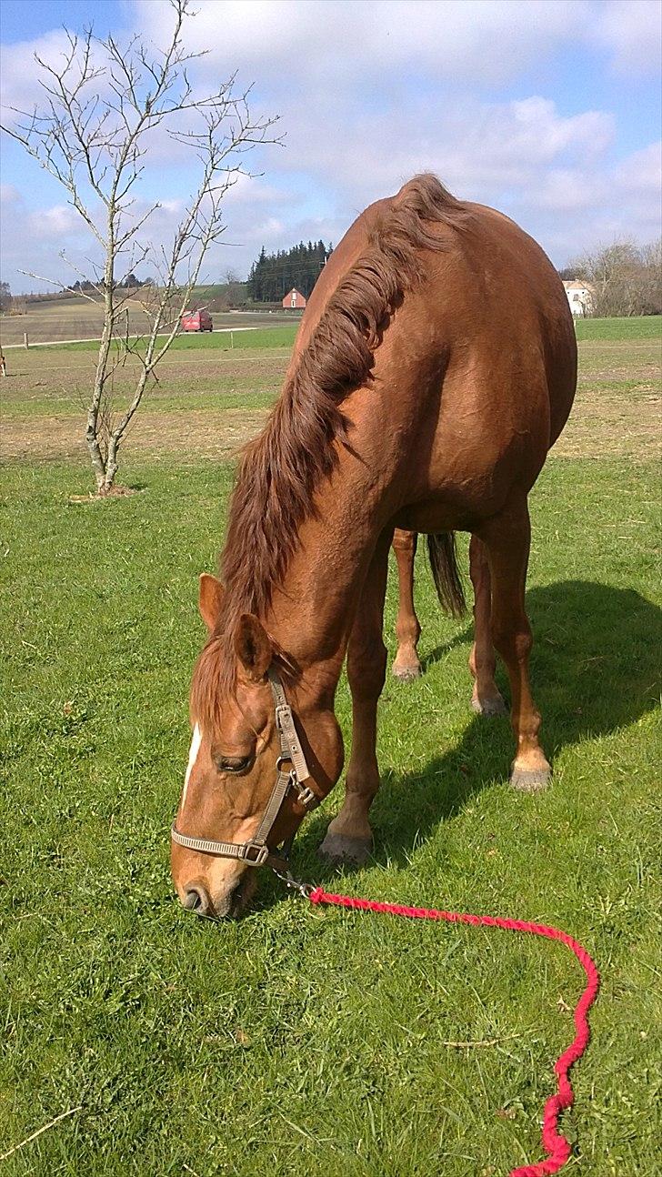 Dansk Varmblod Mariesmindes Venus billede 14
