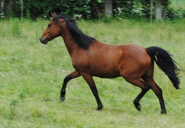 Anden særlig race Zargo - Zargo er kommet på sommergræs, men bliver trukket hjem flere gange om ugen for at blive trænet. billede 16