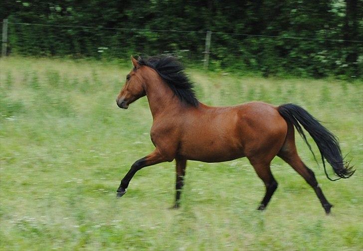 Anden særlig race Zargo billede 17