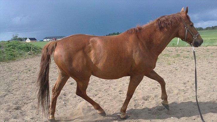 Dansk Varmblod Mariesmindes Venus billede 15