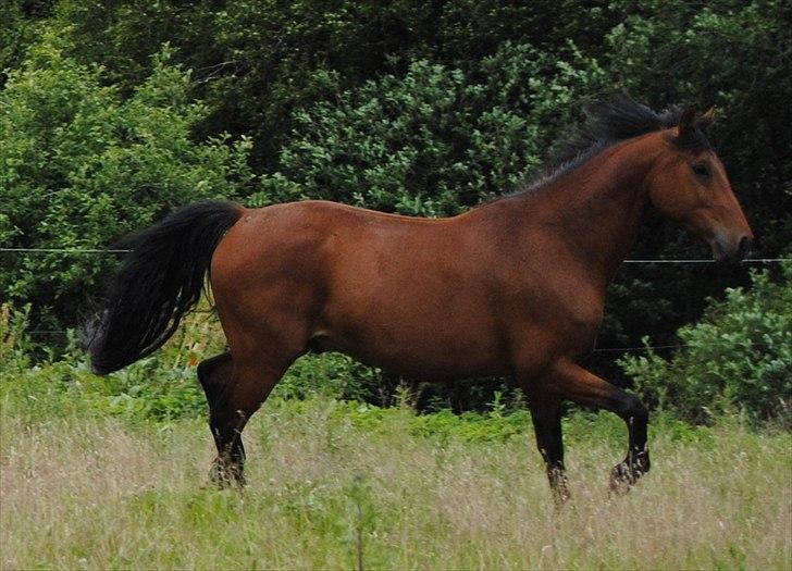 Anden særlig race Zargo billede 1