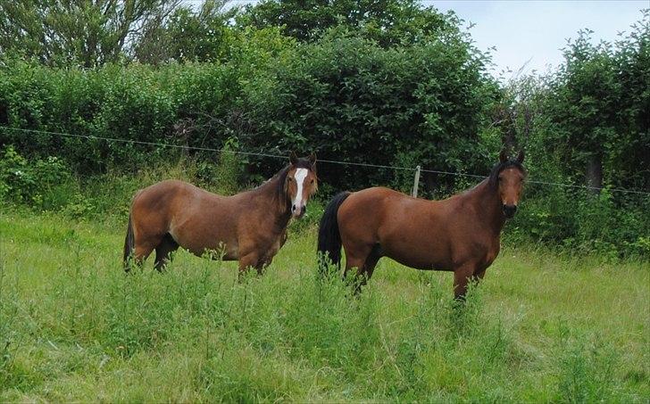 Anden særlig race Zargo billede 18