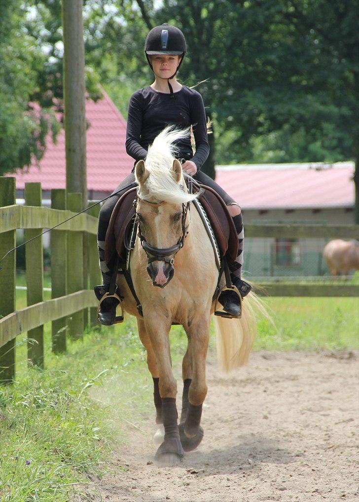 DSP Vejlebros Stella billede 6