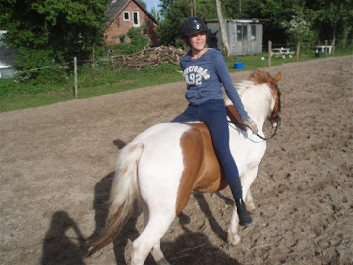 Pinto Lee - Cooper GOLÅ<3solgt - hygge på banen hjemme på Ågaarden
Foto: Nathalia billede 6