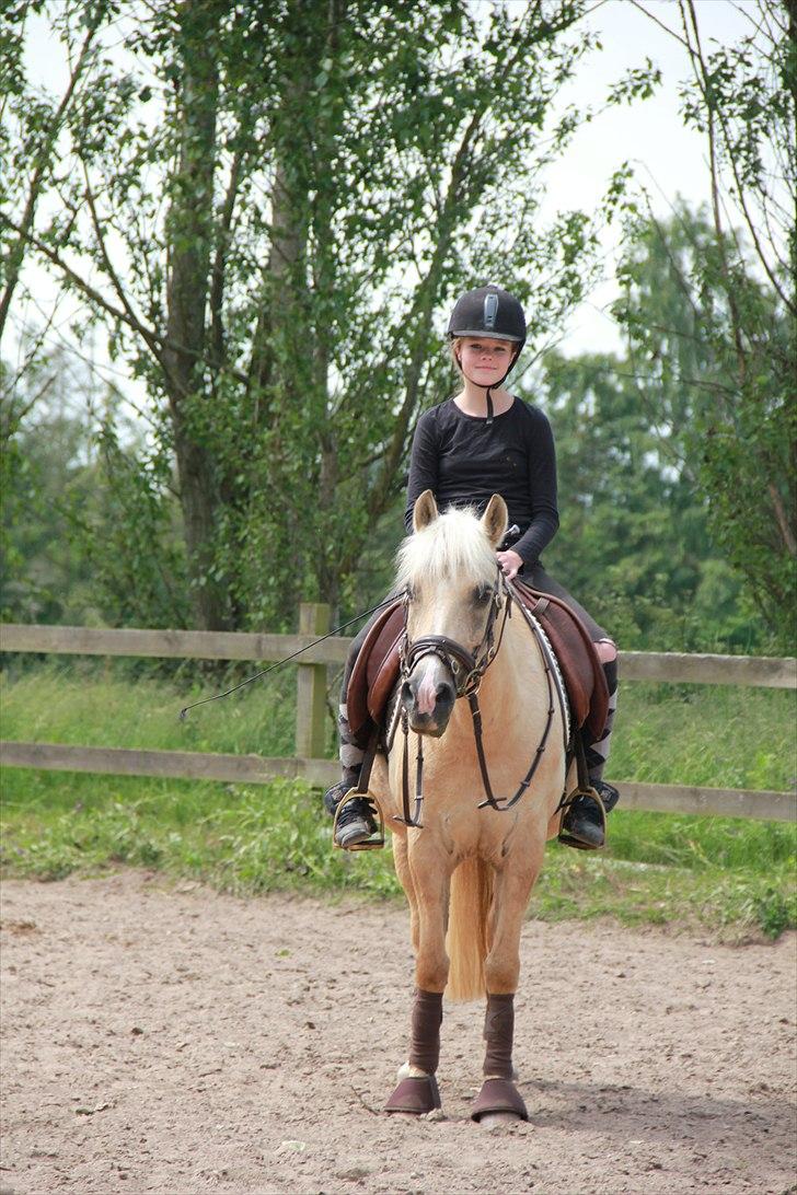 DSP Vejlebros Stella billede 7